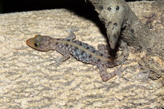 Cnemaspis mysoriensis