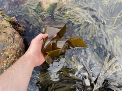 Laminaria digitata