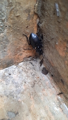 Calosoma macrum