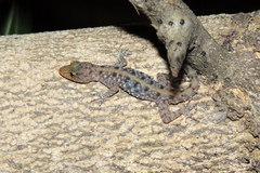 Cnemaspis mysoriensis