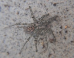 Araneae