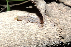 Cnemaspis mysoriensis
