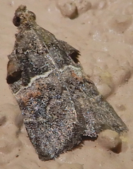 Satole ligniperdalis