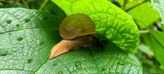 Parthena acutangula