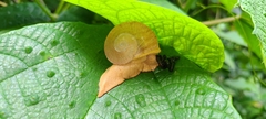 Parthena acutangula