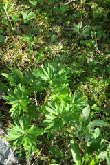 Anemonastrum biarmiense