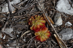 Drosera xerophila