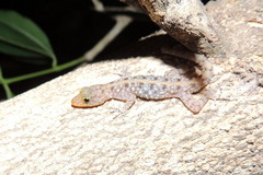 Cnemaspis mysoriensis