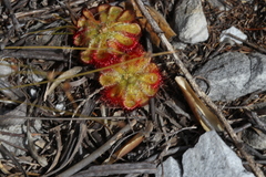 Drosera xerophila