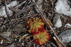Drosera xerophila