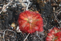 Drosera aliciae
