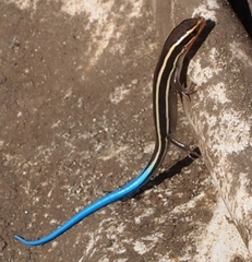 Plestiodon skiltonianus skiltonianus