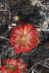 Drosera aliciae
