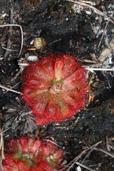 Drosera aliciae