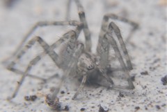 Araneae