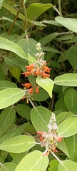 Colquhounia coccinea