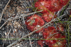 Drosera aliciae