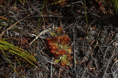 Drosera esterhuyseniae