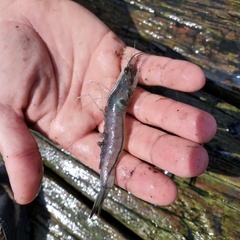 Penaeus