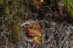 Drosera esterhuyseniae