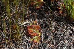Drosera esterhuyseniae