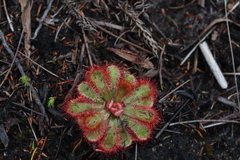 Drosera esterhuyseniae