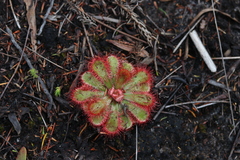 Drosera esterhuyseniae