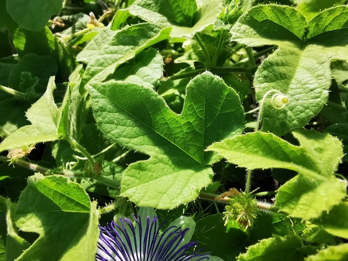 Passiflora foetida