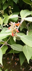 Colquhounia coccinea