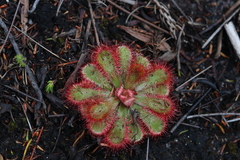 Drosera esterhuyseniae