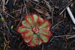 Drosera esterhuyseniae