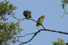 Amazona autumnalis autumnalis