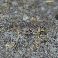 Chionodes formosella