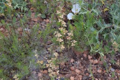 Helianthemum ledifolium