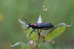 Lytta nuttalli