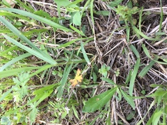 Hypericum drummondii