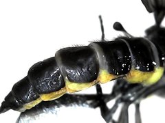 Sciara hemerobioides