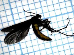 Sciara hemerobioides