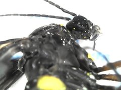 Sciara hemerobioides