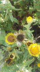 Helichrysum setosum