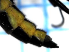 Sciara hemerobioides