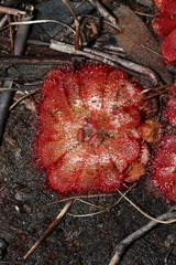 Drosera aliciae