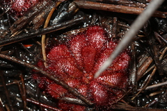 Drosera admirabilis