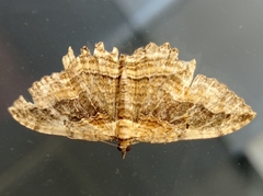 Philereme transversata