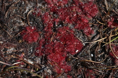 Drosera admirabilis