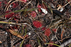 Drosera admirabilis