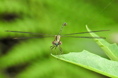 Ecchlorolestes nylephtha