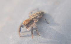 Marpissa muscosa