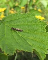 Athripsodes cinereus