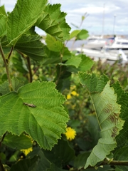 Athripsodes cinereus